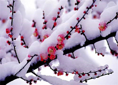 瑞雪兆豐年鋼絲螺套廠家春節(jié)送祝福